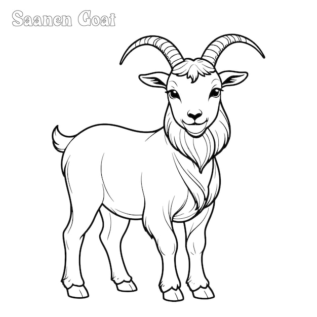 Saanen goat hand drawn coloring page and outline vector design