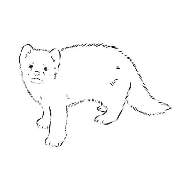 Sable or martes zibellina sable sable animal vector sketch illustration