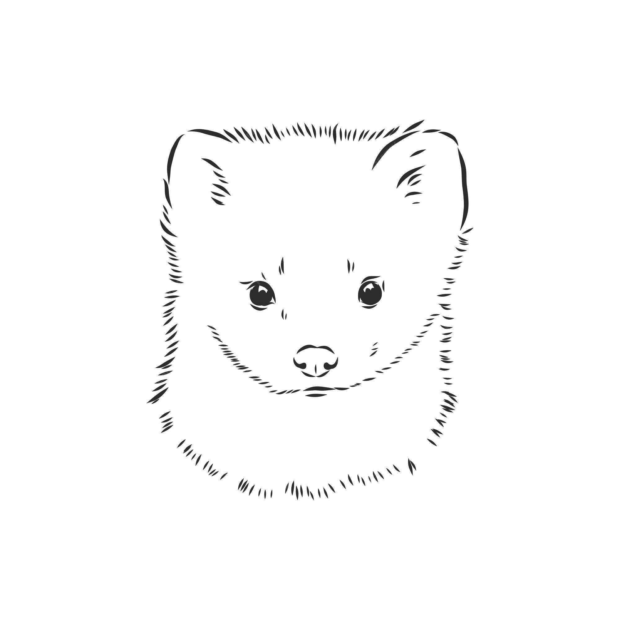 Premium Vector | Sable or martes zibellina sable sable animal vector sketch illustration Premium Vector | Sable or martes zibellina sable sable animal vector sketch illustration