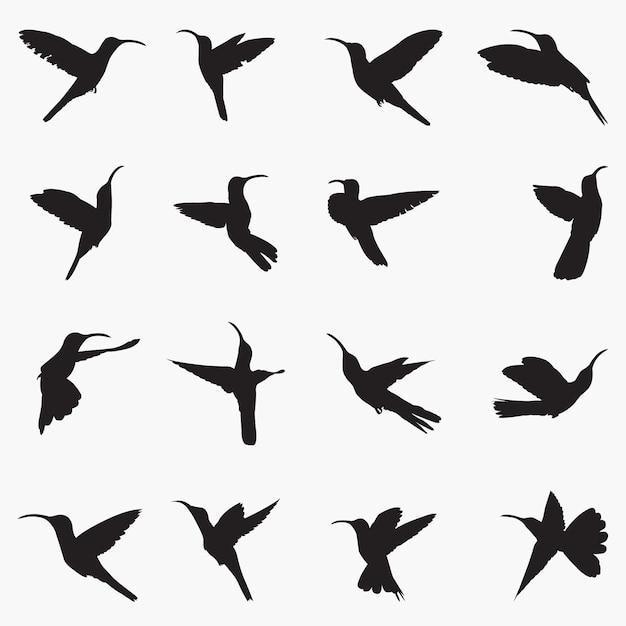 Sabrewing Silhouettes illustration