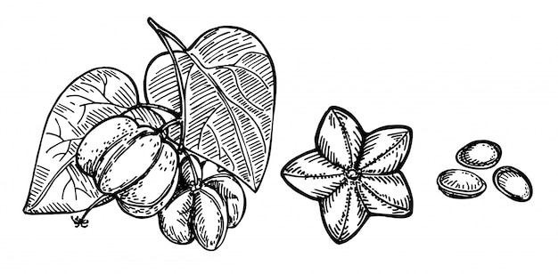 Sacha inchi schizzo di piante e semi. illustrazione incisa. pianta medica e cosmetica. olio essenziale di sacha inchi. cosmetici, medicine, cure, pacchetto per la cura della pelle con aromaterapia.