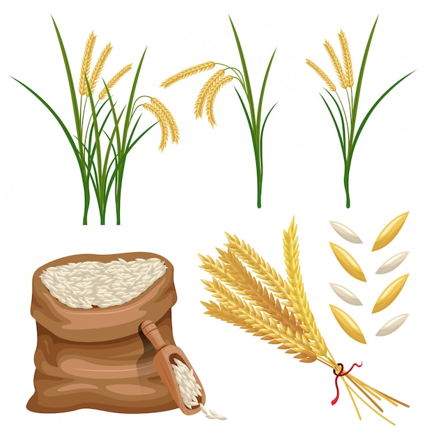 sack of paddy ears and rice vector set