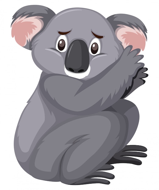 Sad looking koala