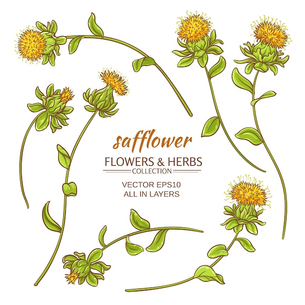 Vector safflower plant vector set on white background