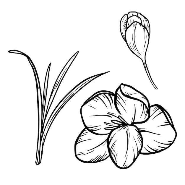 Vector saffraan bloem vector tekening hand getrokken kruid crocus saffraan bloem lijntekeningen