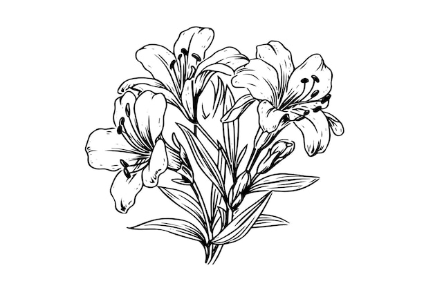 Vector saffron or crocus hand drawn ink sketch vector illustration in engraving vintage style