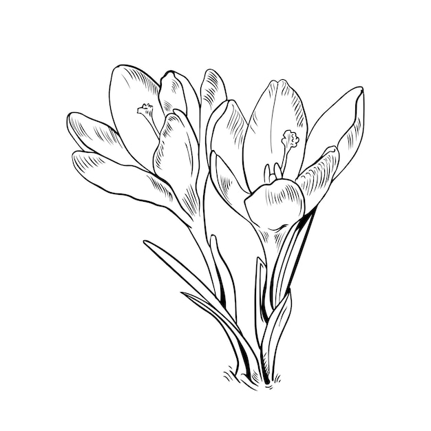 Saffron flower sketch