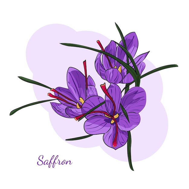 Saffron herb plant illustration