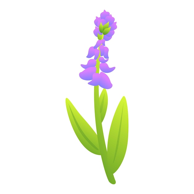 Vector sage flower icon cartoon vector leaf plant spice mint