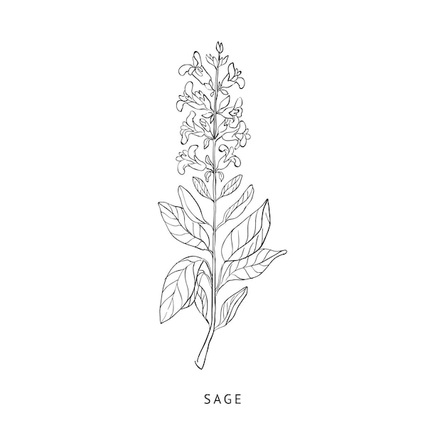 Sage Hand Drawn Realistic Sketch