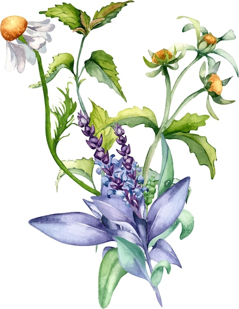 Sage herbal plant bidens tripartita watercolor illustration isolated on white Salvia nettle
