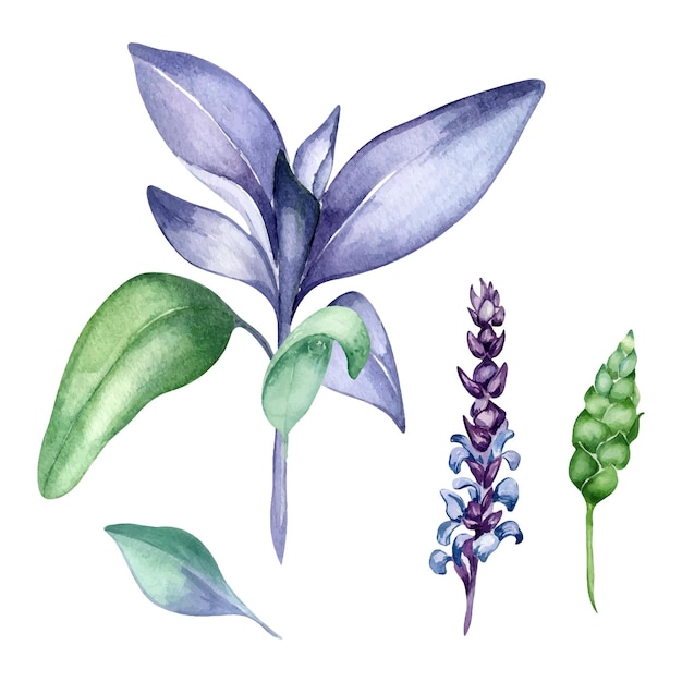 Шалфей травяные растения акварельные иллюстрации, изолированные на белом фоне Шалфей лекарственный фиолетовый