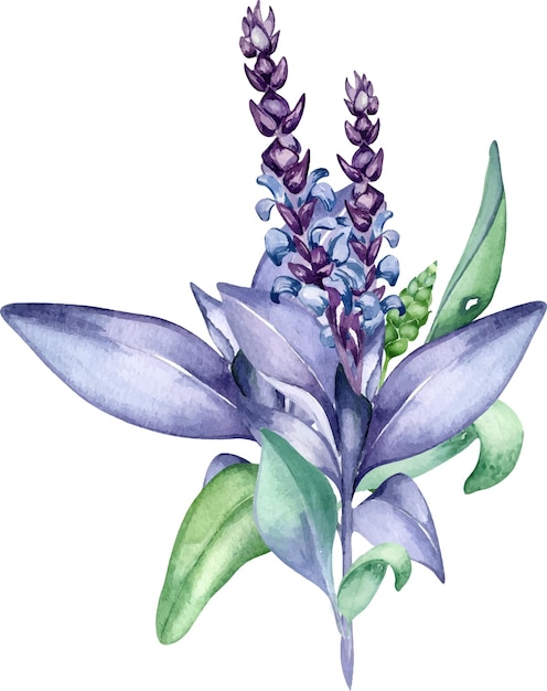 Illustrazione ad acquerello della pianta di salvia isolata su sfondo bianco salvia officinalis viola