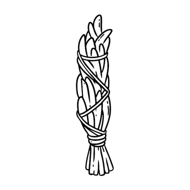 Vettore bastone di sbavatura di salvia con fili icona isolata doodle disegnato a mano immagine di foglie di piante di stock vettoriale fascio di erbe di salvia bianca