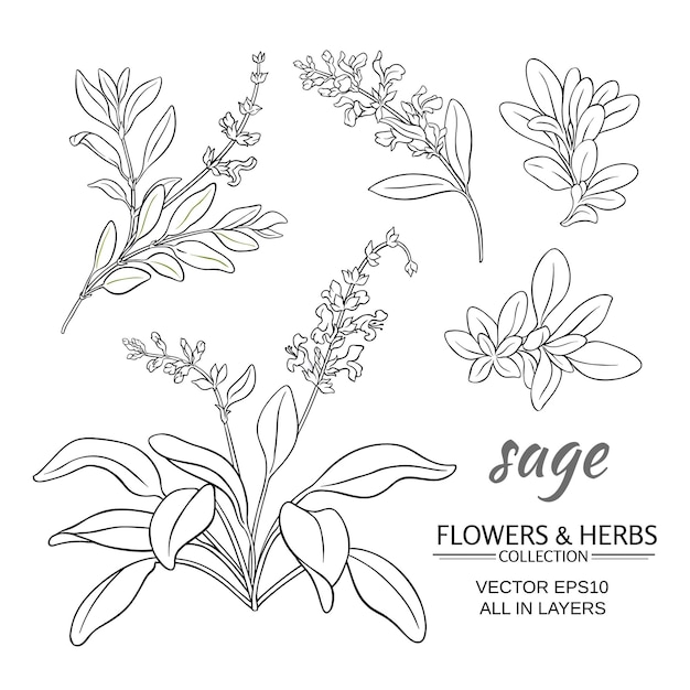 Sage vector set