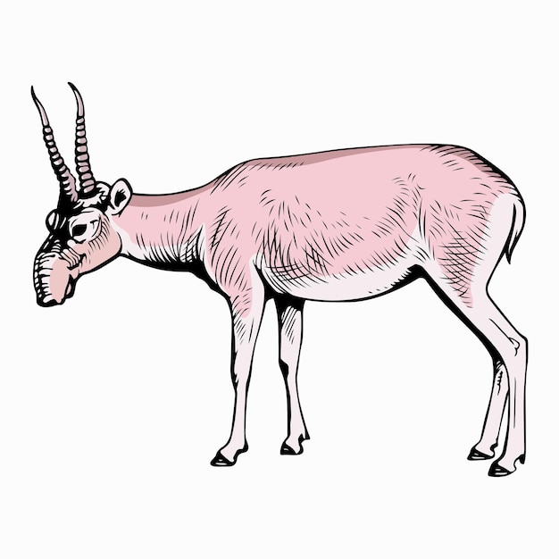 Vector saiga antelope (saiga tatarica)