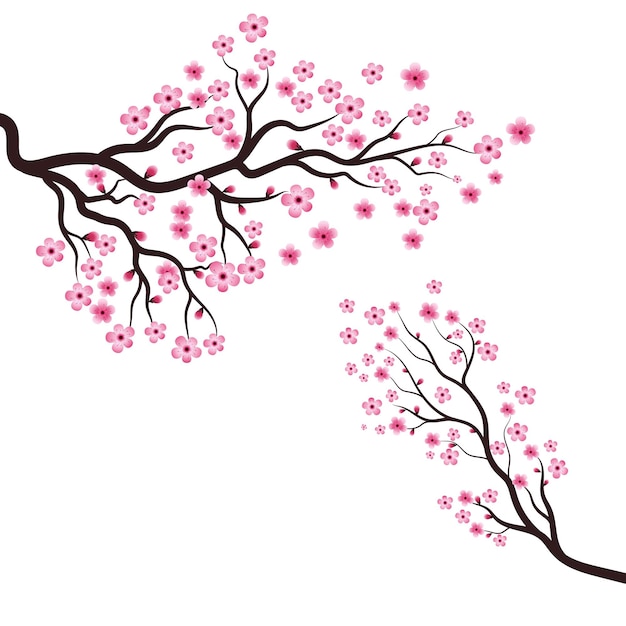 Sakura Beauty flower Vector icon