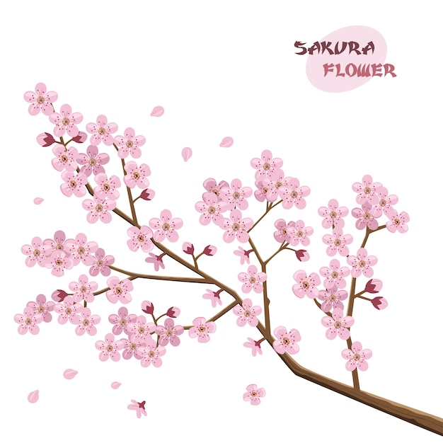 Sakura bloeit Japanse kersenboom