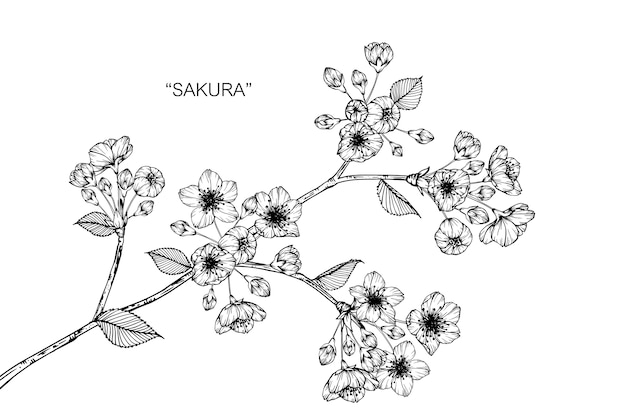 Sakura bloem tekening illustratie.