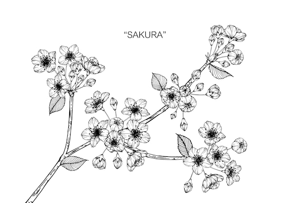 Sakura bloem tekening illustratie.