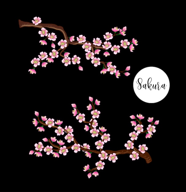 Vector sakura bloemen