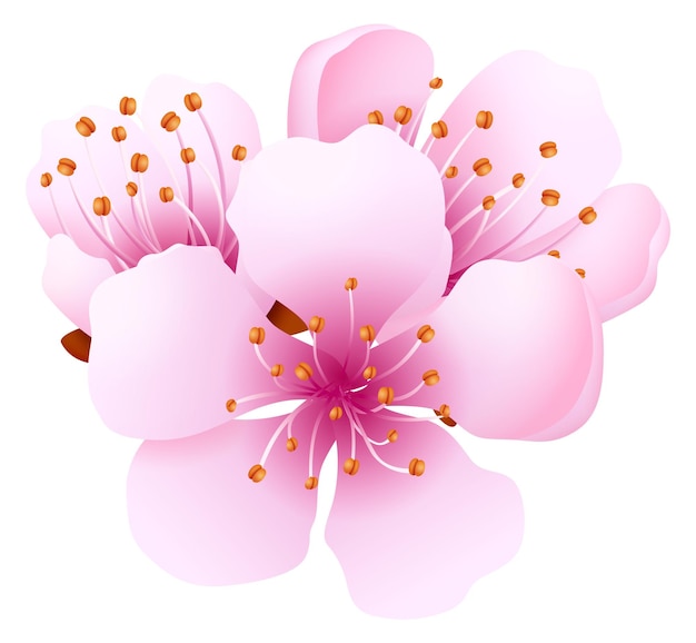 Sakura bloesem realistische roze bloemen floral element