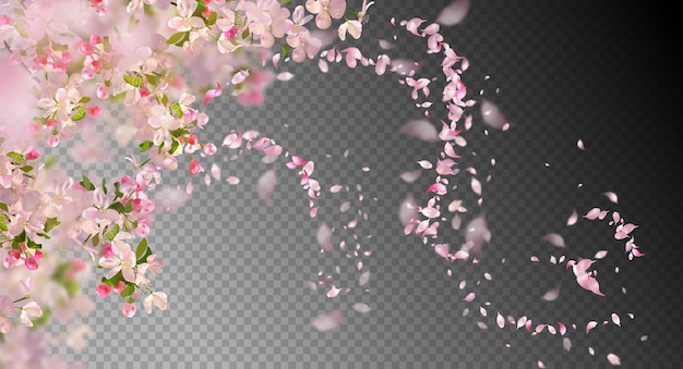 Sakura branch in springtime with falling petals and blurred transparent elements