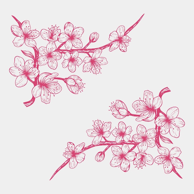 Vettore sakura cherry blossom branch line art fiori ed elementi floreali illustrazione floreale