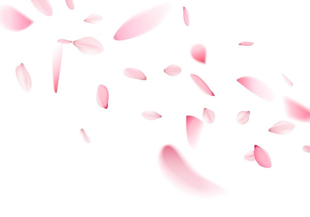 Vector sakura falling petals on a white background
