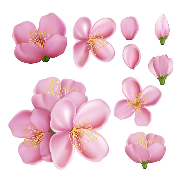 Vector sakura flower blossom branch vector