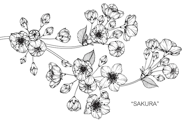 Sakura flower drawing illustration.