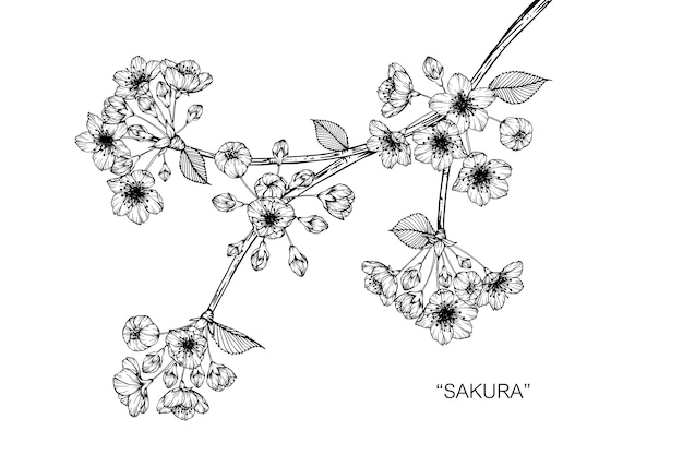 Vector sakura flower drawing illustration