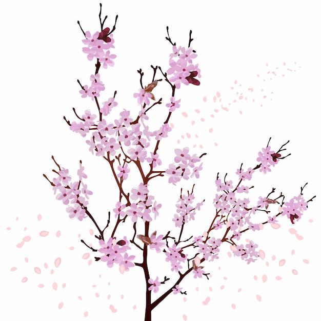 sakura flower illustration