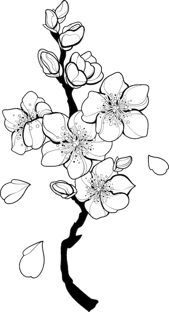 Vector sakura flower outline