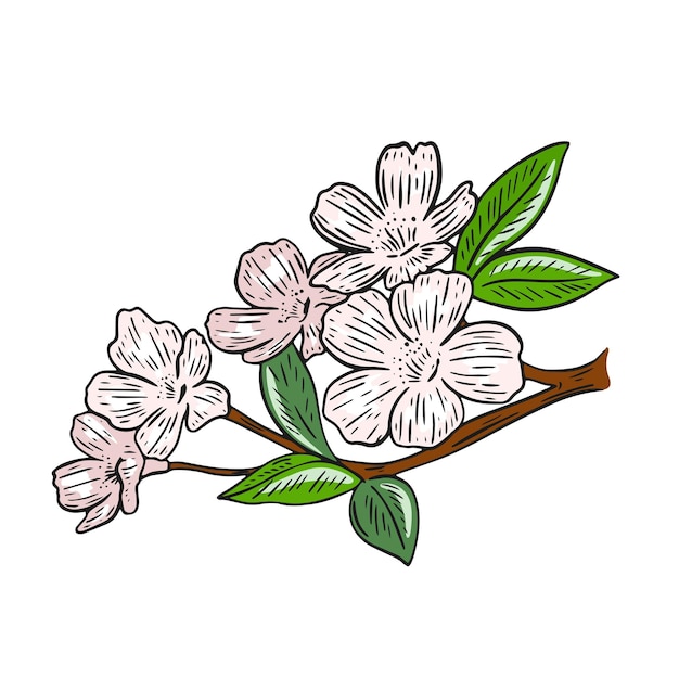 Vettore illustrazione vettoriale isolata rametto di fiori di sakura