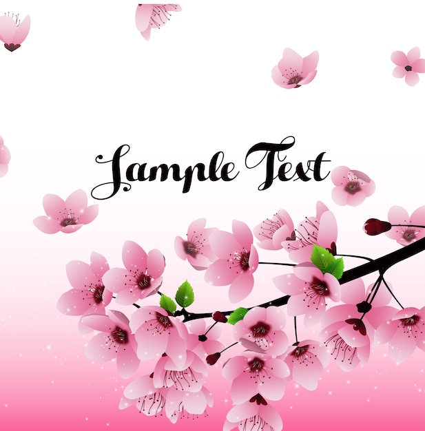 Sakura flowers background with field for text