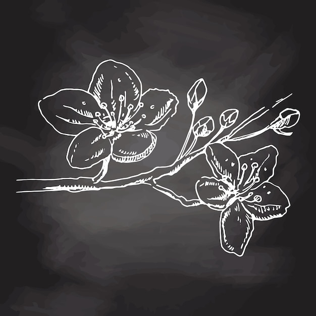 Цветы сакуры цветут нарисованный вручную белый эскиз на черной доске
