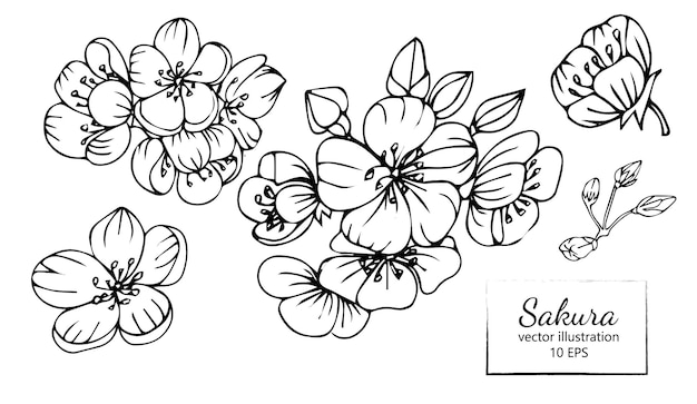 사쿠라 꽃 꽃 세트, 손으로 그린 선 잉크 스타일.