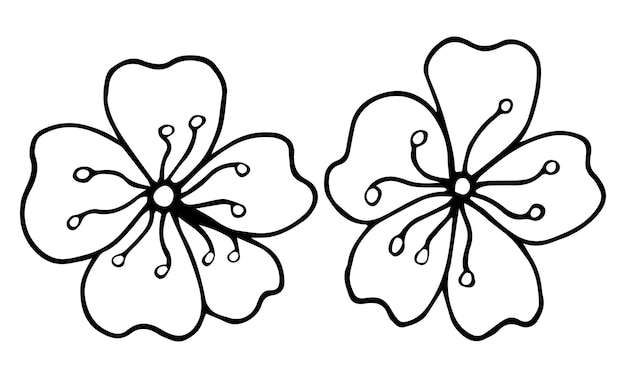 Sakura grafica fiore nero bianco isolato schizzo illustrazione vettoriale