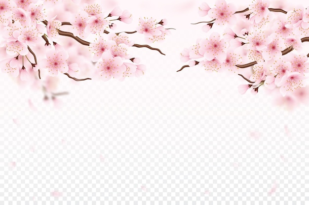 Sakura kersenbloesem 3d overlay bloem boom transparant Japans lente roze landschap realistisch natuur bloemen takken bruiloft uitnodiging decor met kopie ruimte Vector geïsoleerde poster