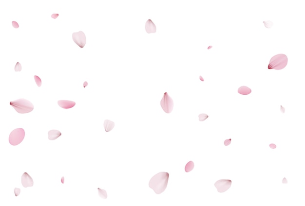 Sakura petals backdrop holiday cherry vector