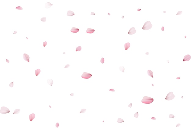 Vector sakura petals cherry petals vector backdrop