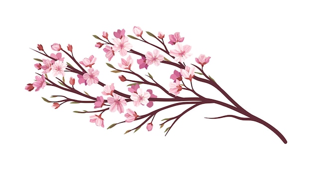 Вектор Сакура розовая ветвь концепция часть дерева и растения японский и азиатский сад флора и природа