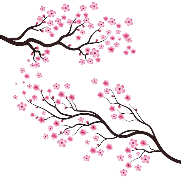 Sakura schoonheid bloem vector icoon