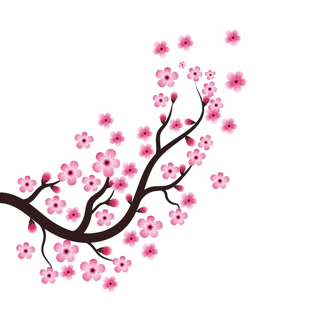 Sakura schoonheid bloem Vector icoon