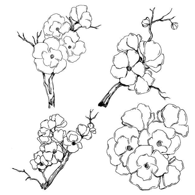 사쿠라 여름 격리 된 식물 꽃 잎 흑백 새겨진 스케치 잉크 아트