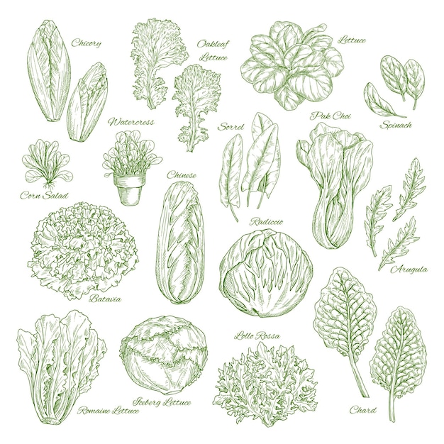 샐러드 잎과 야채 채소 스케치 세트 디자인