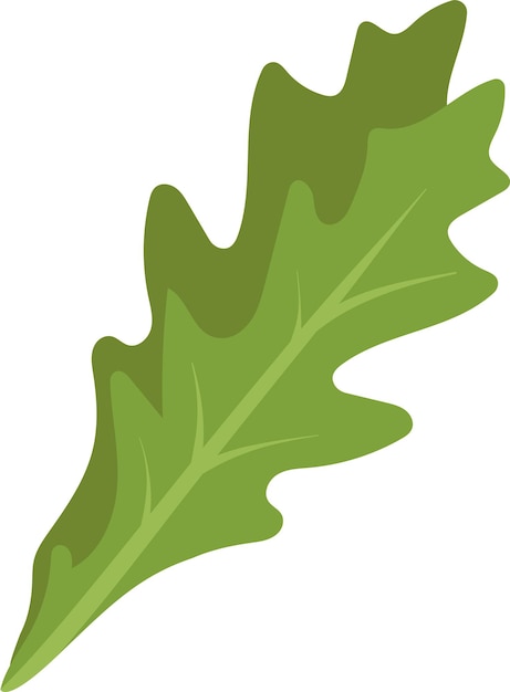 Vector salad plant leaf