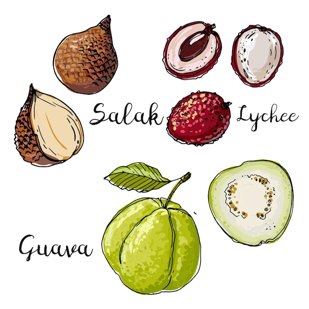 Salak, Lychee, Guava. Fruits drawn by a line on a white background. Fruits from Thailand. Food