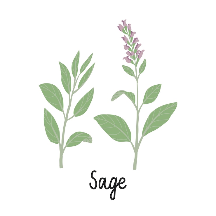 Vector salie takken met bloemen en bladeren platte illustraties. met de inscriptie - salie. vector